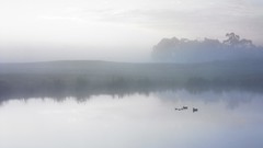 Landscapes nature Ducks mist ponds