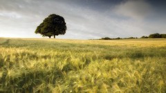 Landscapes nature ears