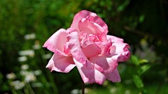 Landscapes nature England pink roses