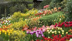 Landscapes nature England tulips little