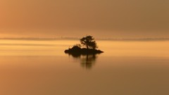 Landscapes nature evening bushes