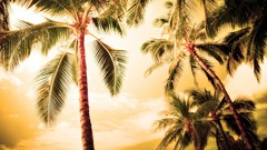 Landscapes nature evening lighting palm trees