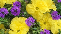 Landscapes nature evening verbena