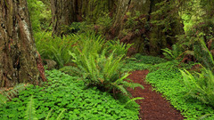 Landscapes nature Ferns