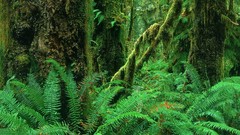 Landscapes nature Ferns forests