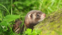 Landscapes nature ferret