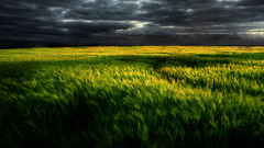 Landscapes nature fields