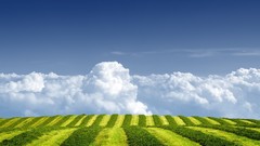 Landscapes nature fields