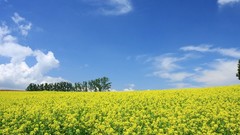 Landscapes nature fields