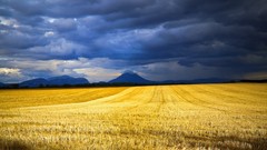 Landscapes nature fields