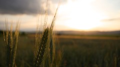 Landscapes nature fields