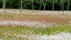 Landscapes nature fields