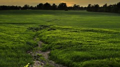 Landscapes nature fields