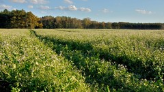 Landscapes nature fields