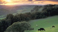Landscapes nature fields hills