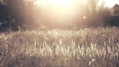 Landscapes nature fields sunlight flora depth of field