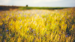 Landscapes nature fields tilt-shift