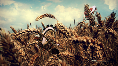 Landscapes nature fields wheat