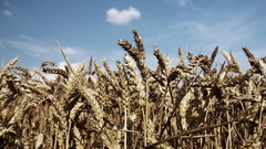 Landscapes nature fields wheat