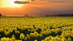 Landscapes nature fields yellow flowers