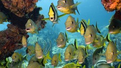 Landscapes nature fish Florida keys marine school National 