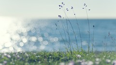 Landscapes nature flora