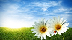 Landscapes nature Flowers