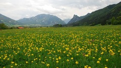 Landscapes nature Flowers