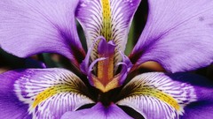 Landscapes nature Flowers