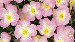 Landscapes nature Flowers