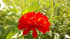 Landscapes nature Flowers