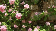 Landscapes nature Flowers