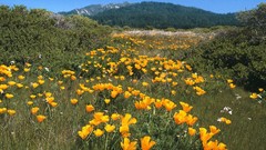 Landscapes nature Flowers