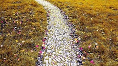 Landscapes nature Flowers