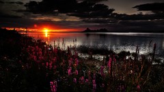 Landscapes nature Flowers