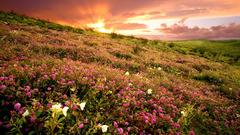Landscapes nature Flowers fields