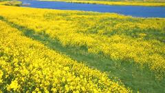 Landscapes nature Flowers fields