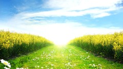 Landscapes nature Flowers fields