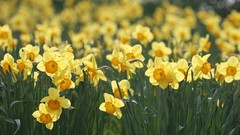 Landscapes nature Flowers fields