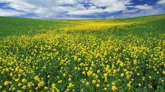 Landscapes nature Flowers grass