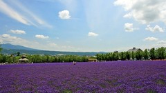 Landscapes nature Flowers lavender