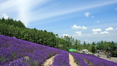 Landscapes nature Flowers lavender
