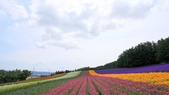 Landscapes nature Flowers plantation