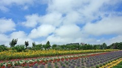 Landscapes nature Flowers plantation