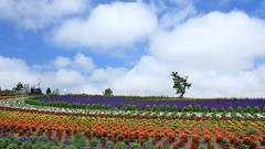 Landscapes nature Flowers plantation