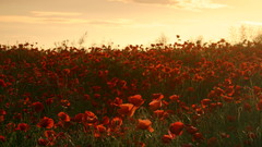 Landscapes nature Flowers Poppies