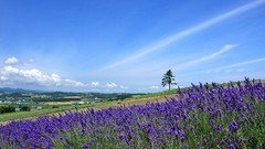 Landscapes nature Flowers Wildflowers