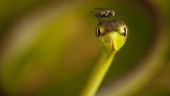 Landscapes nature fly Animals Mountains Birds snakes national 