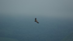 Landscapes nature fly Birds flying vultures