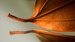 Landscapes nature fon